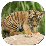Animal and Bird Sounds for PC Animal and Bird Sounds for PC
