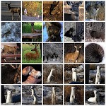 Animal Sounds Real. for PC Animal Sounds Real. for PC