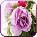 Best Good Morning Images for PC Best Good Morning Images for PC