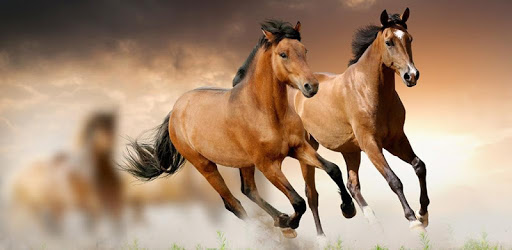 Horse breeds - Photos PC screenshot