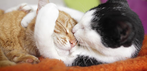 Cat breeds - Photos PC screenshot Cat breeds - Photos PC screenshot