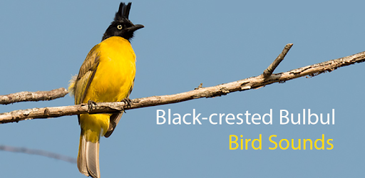 Black-crested bulbul bird sounds PC screenshot Black-crested bulbul bird sounds PC screenshot