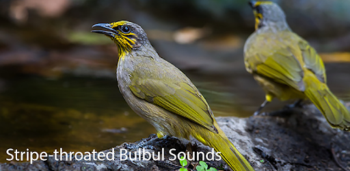 Bulbul Bird Sound Ringtones PC screenshot Bulbul Bird Sound Ringtones PC screenshot