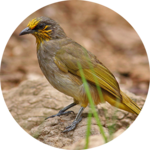 Bulbul Bird Sound Ringtones for PC Bulbul Bird Sound Ringtones for PC
