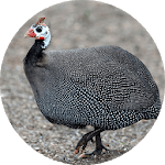 Guinea Fowl Sounds & Calls for PC