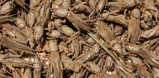 Mole cricket Sounds PC screenshot