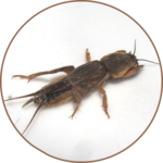 Mole cricket Sounds icon