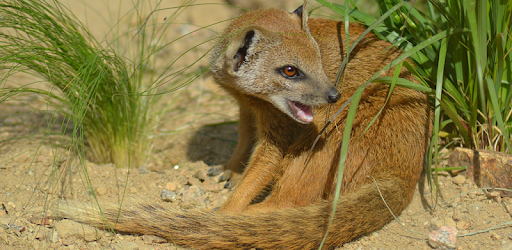 Mongoose Sounds PC screenshot Mongoose Sounds PC screenshot