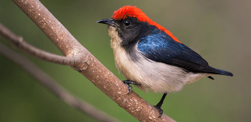 Scarlet-backed flowerpecker Sounds PC screenshot Scarlet-backed flowerpecker Sounds PC screenshot