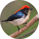 Scarlet-backed flowerpecker Sounds for PC Scarlet-backed flowerpecker Sounds for PC