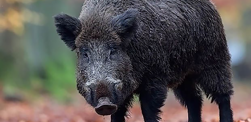 Wild boar sound & calls PC screenshot Wild boar sound & calls PC screenshot