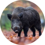 Wild boar sound & calls for PC Wild boar sound & calls for PC