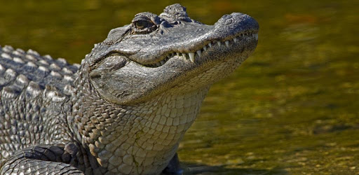 Alligator sounds PC screenshot Alligator sounds PC screenshot