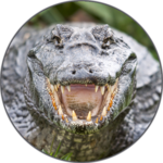 Alligator sounds for PC Alligator sounds for PC