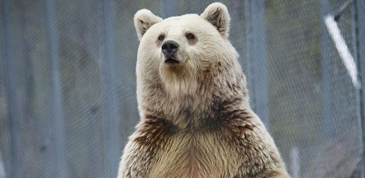 Bear (Animal) sounds PC screenshot
