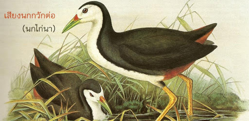 White-breasted waterhen PC screenshot