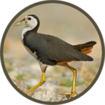 White-breasted waterhen icon