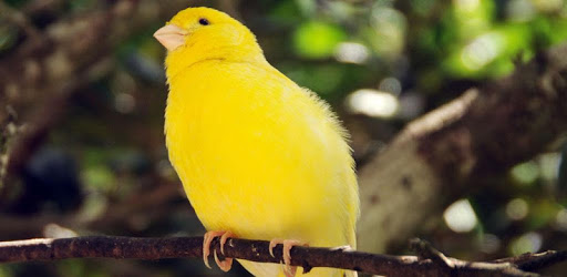Canary Bird sounds PC screenshot