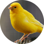 Canary Bird sounds icon