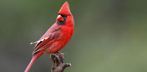 Cardinal bird sounds PC screenshot