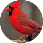 Cardinal bird sounds icon