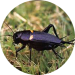 Cricket Sounds icon
