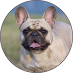 Dog Sounds Set as Ringtone icon
