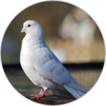 Dove sounds for PC