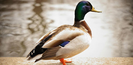 Duck Sounds 2017 PC screenshot