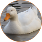 Duck Sounds 2017 icon