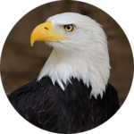 Eagle Sounds and Ringtone icon