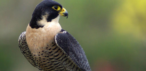 Peregrine Falcon (Animal) sounds PC screenshot