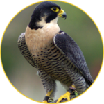 Peregrine Falcon (Animal) sounds for PC