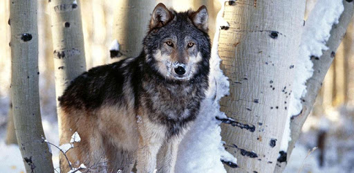 Gray wolf Sounds PC screenshot