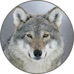 Gray wolf Sounds icon