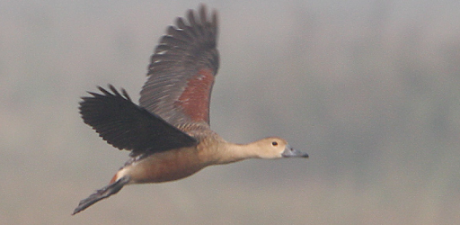 Anatidae Sound PC screenshot