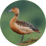 Anatidae Sound icon