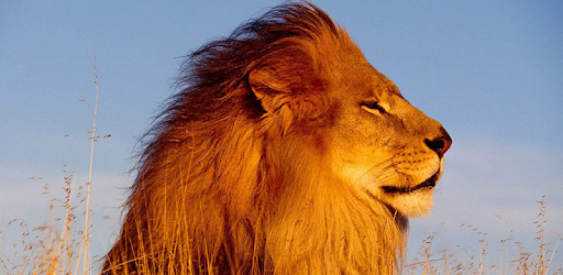 Lion Sounds and Ringtone PC screenshot