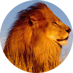 Lion Sounds and Ringtone icon