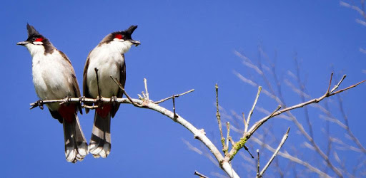 Red-whiskered bulbul PC screenshot Red-whiskered bulbul PC screenshot