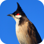 Red-whiskered bulbul icon