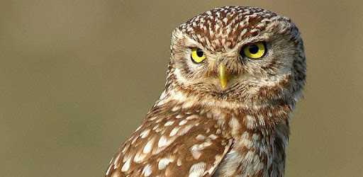 Owl Sounds PC screenshot Owl Sounds PC screenshot