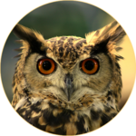 Owl Sounds for PC Owl Sounds for PC