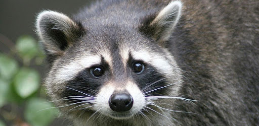 Raccoon Sounds PC screenshot Raccoon Sounds PC screenshot