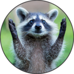 Raccoon Sounds for PC Raccoon Sounds for PC