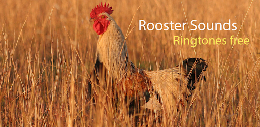 Rooster Sound and Ringtones PC screenshot