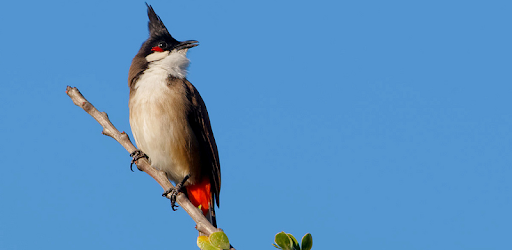 bird sounds from Thailand PC screenshot bird sounds from Thailand PC screenshot