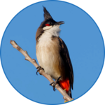 bird sounds from Thailand for PC bird sounds from Thailand for PC