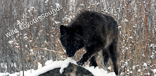 Coyote (Animal) Sounds PC screenshot