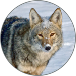 Coyote (Animal) Sounds for PC